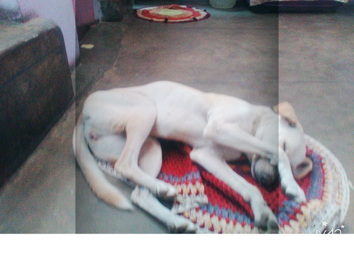 dog_sleeping❤❤
