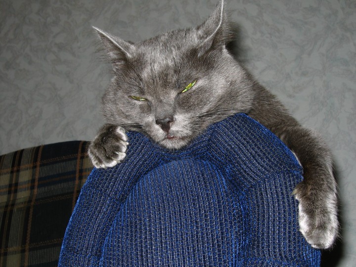 Кот