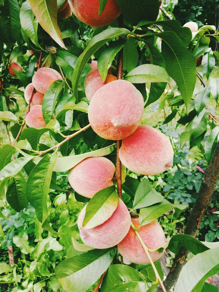 peaches