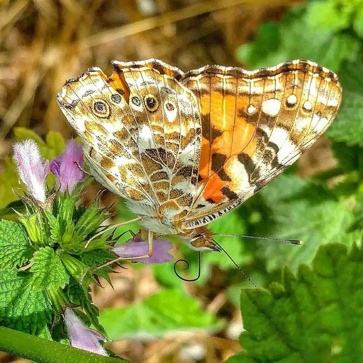 butterfly