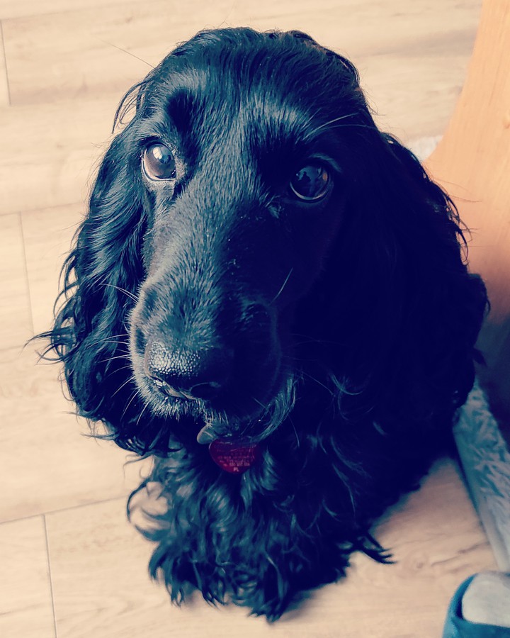 cocker spaniels