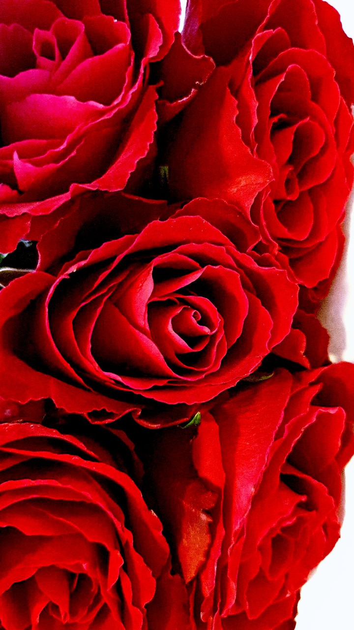 roses ?