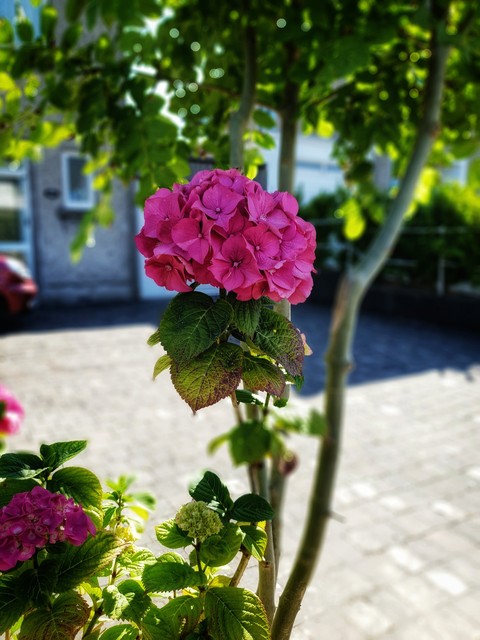 flower