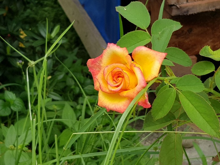 wild roses
