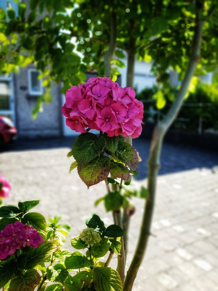 flower