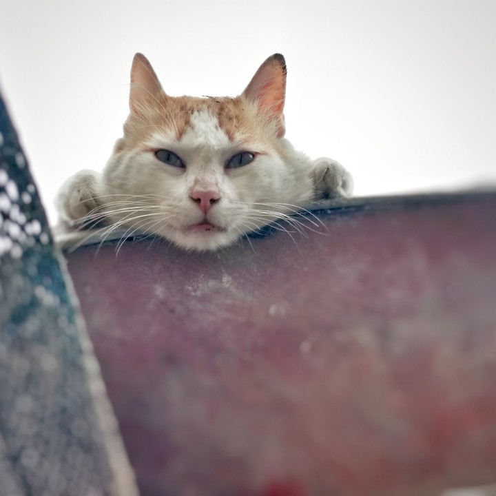 gato enojado