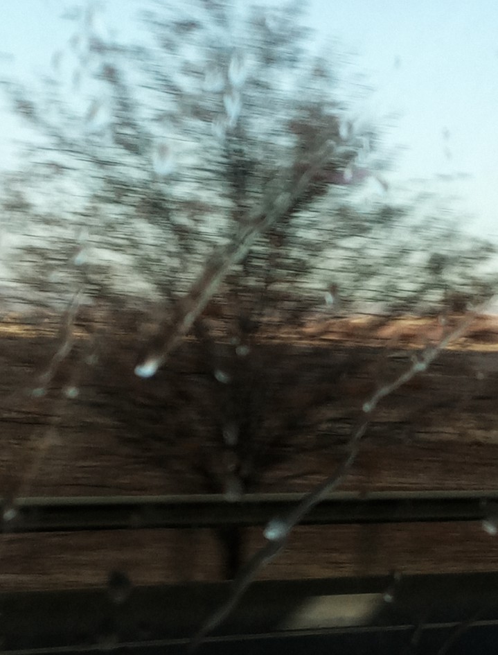 The lonely tree and the tears of the sky