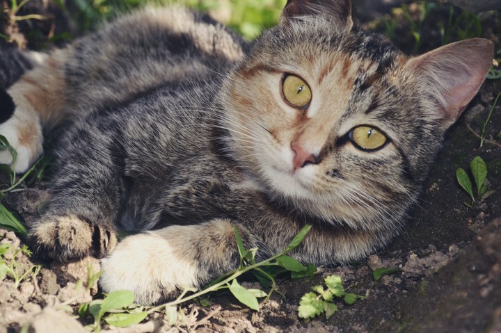 cat