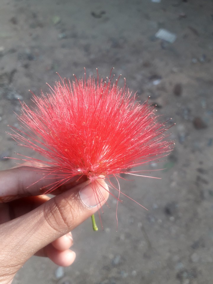 flower