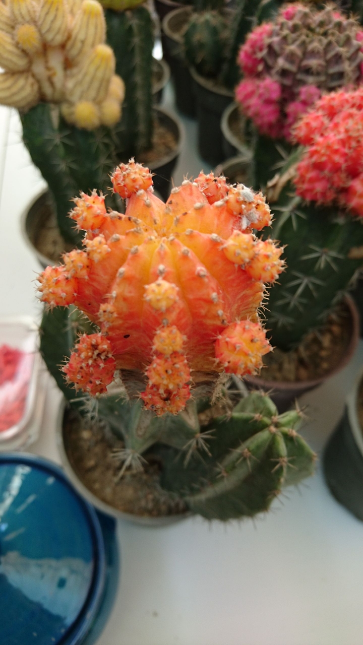 cactus 