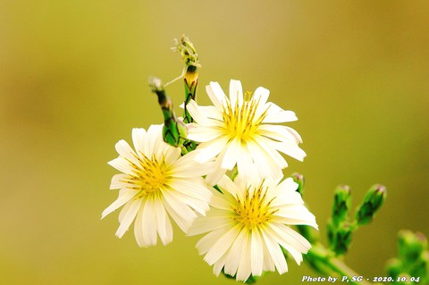 wildflower, 植物壁纸