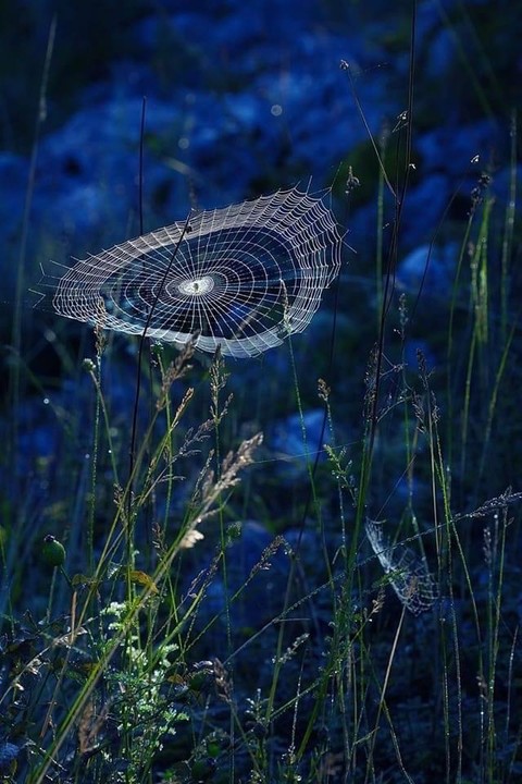 sky, spiderweb achtergronden