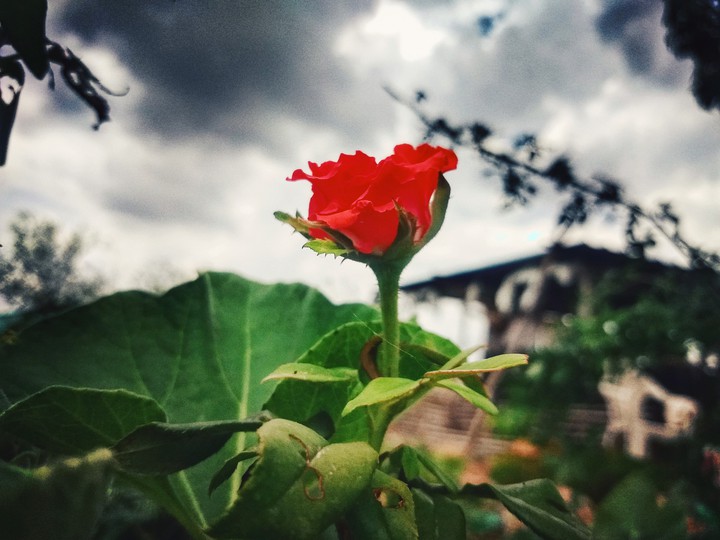 flower