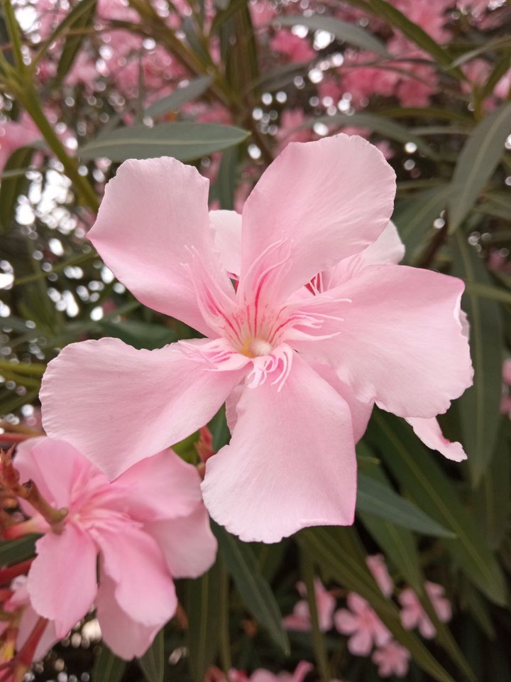pink