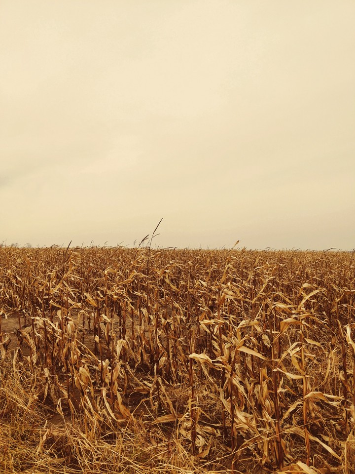 autumn fields