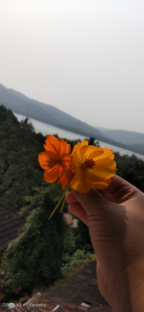 sfondi kokan, flower