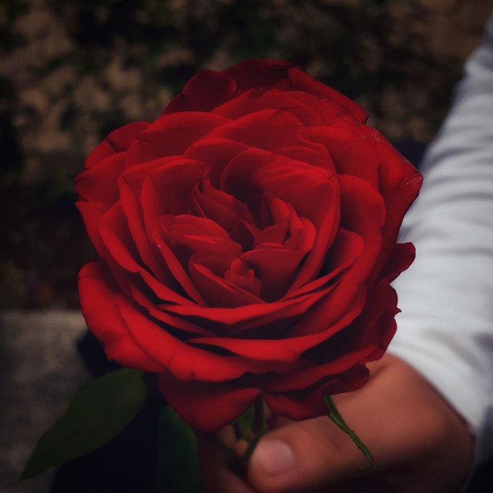 Rose for a rose