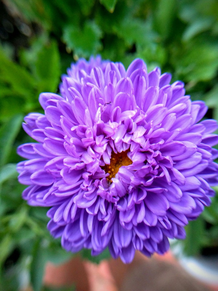 purple flower