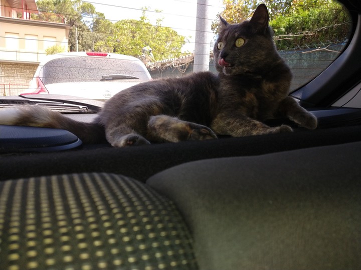 cat