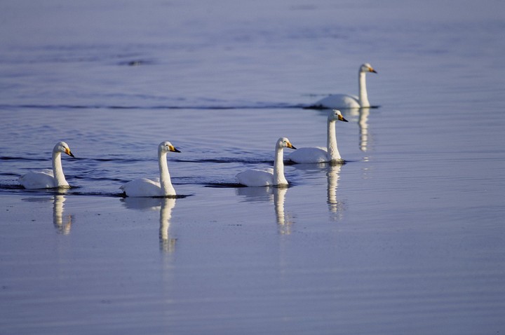 Birds