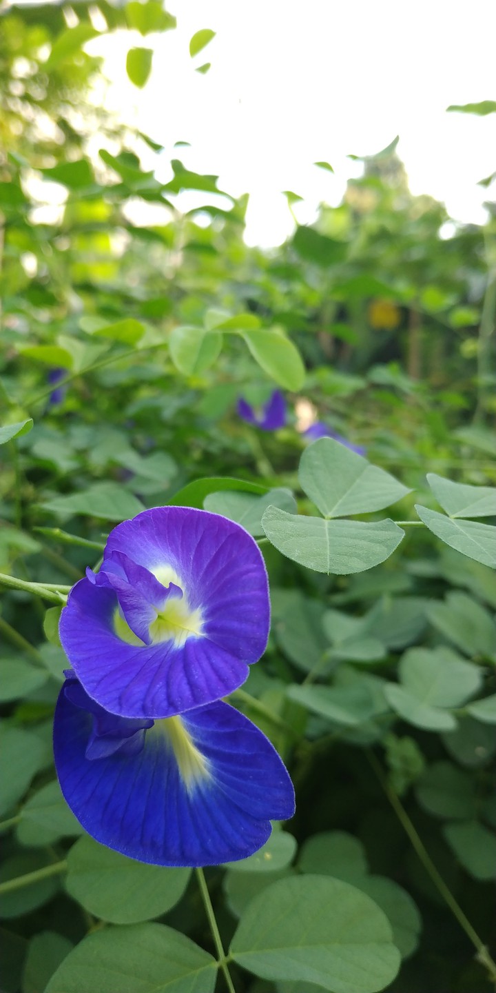 Wild Flower #5