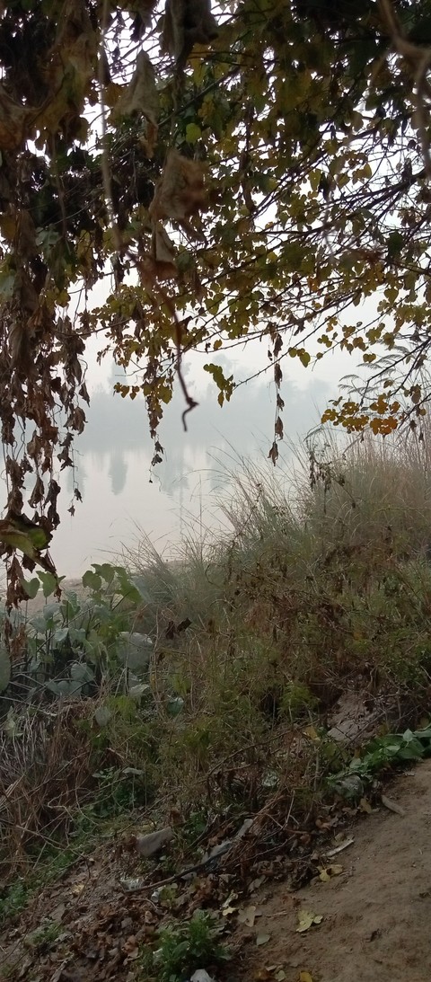 草地, Water桌布