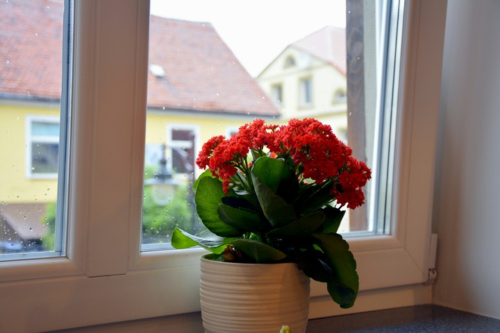 Red flower