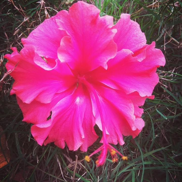 Flower