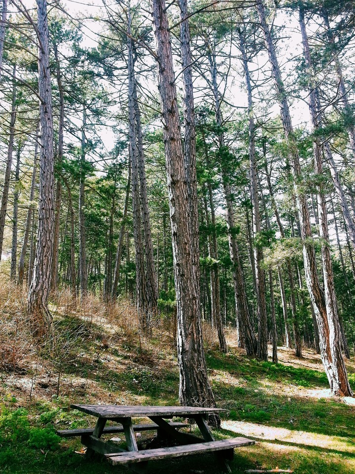 pines