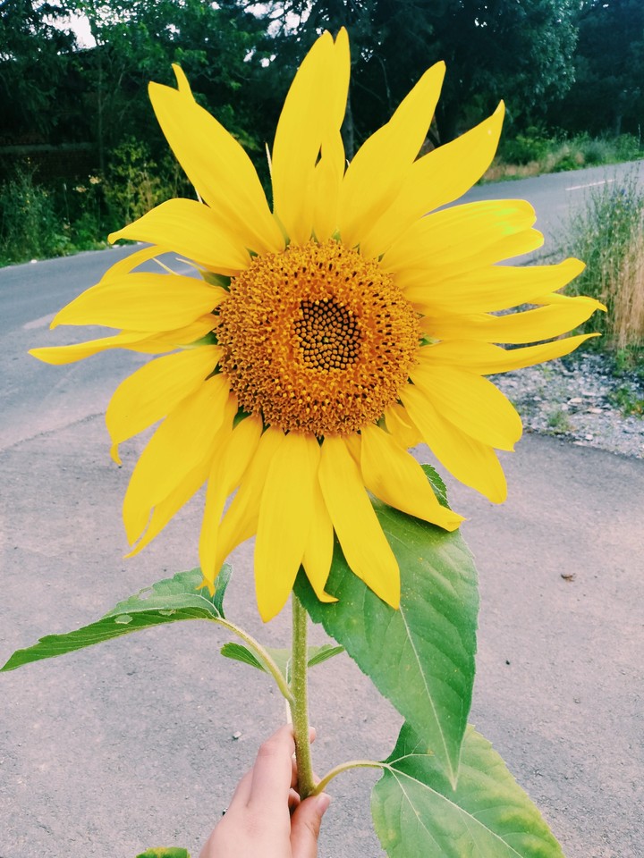 Sunflower