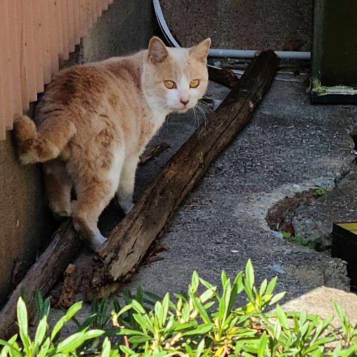 命の眼差し