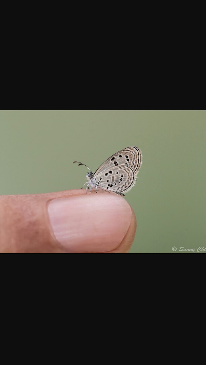 butterfly