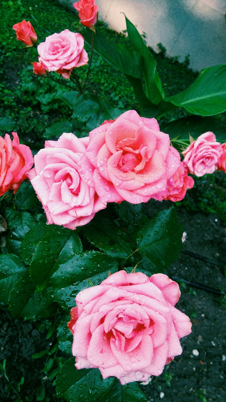 Rainy rose