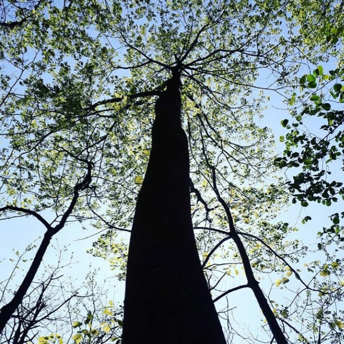Trees