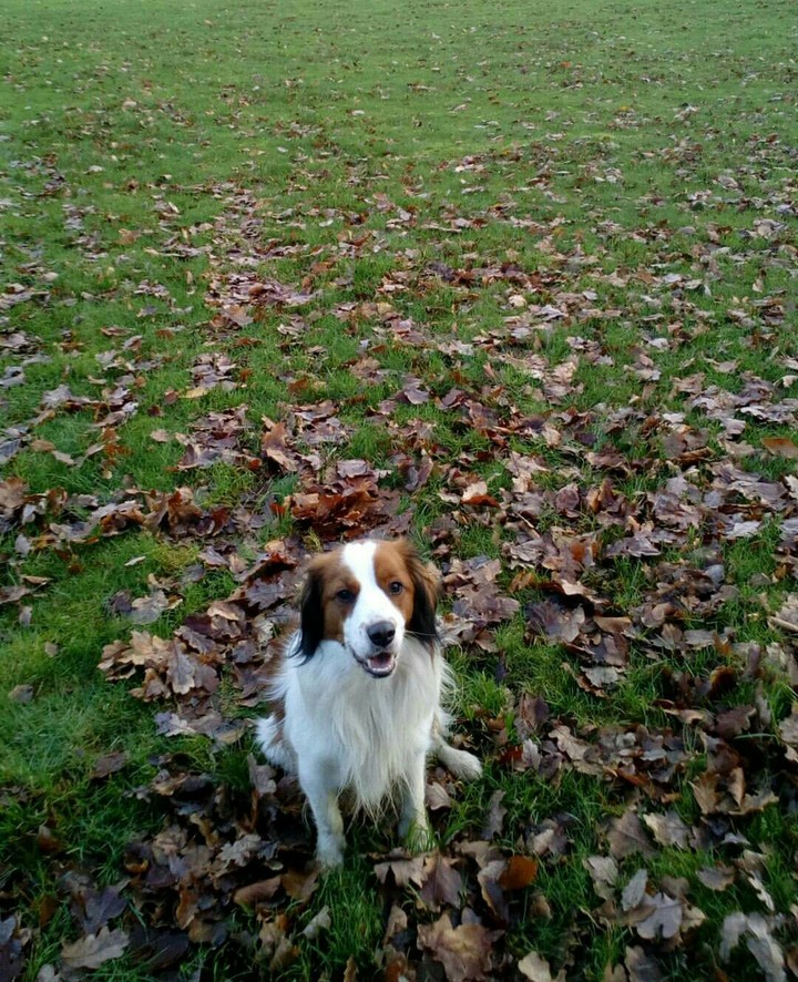 dog in grass