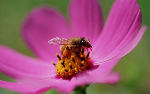 Bee on a flower