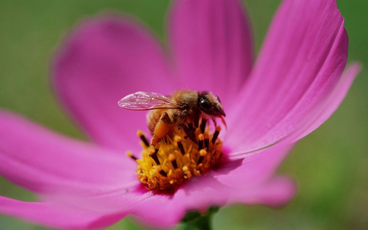Bee on a flower