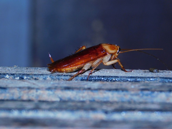 cockroach