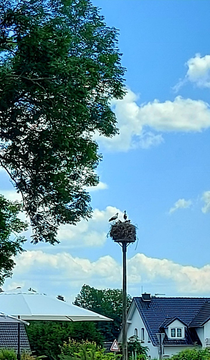 Storchnachwuchs