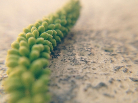 Click to Touch Nature.