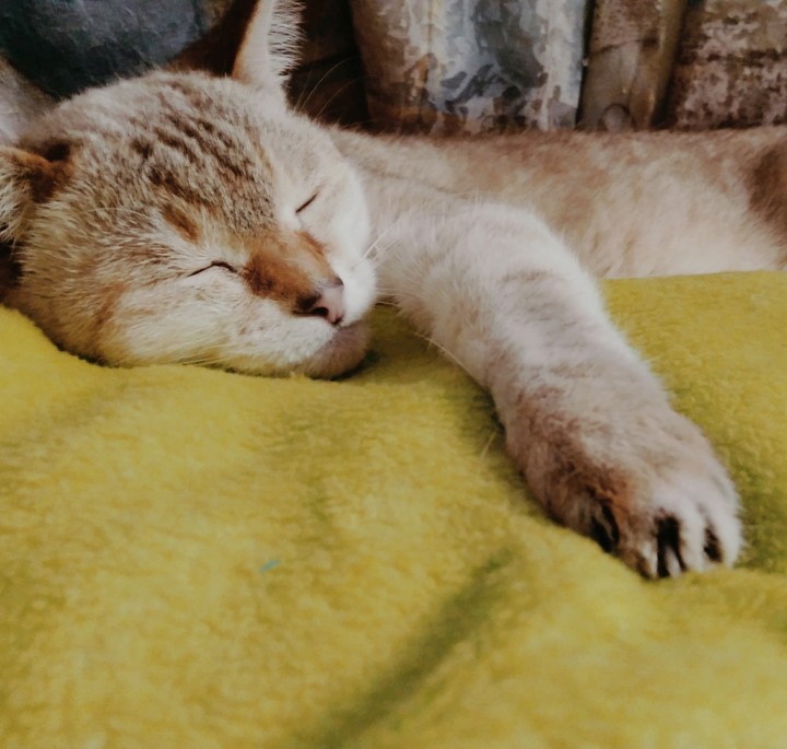 cat