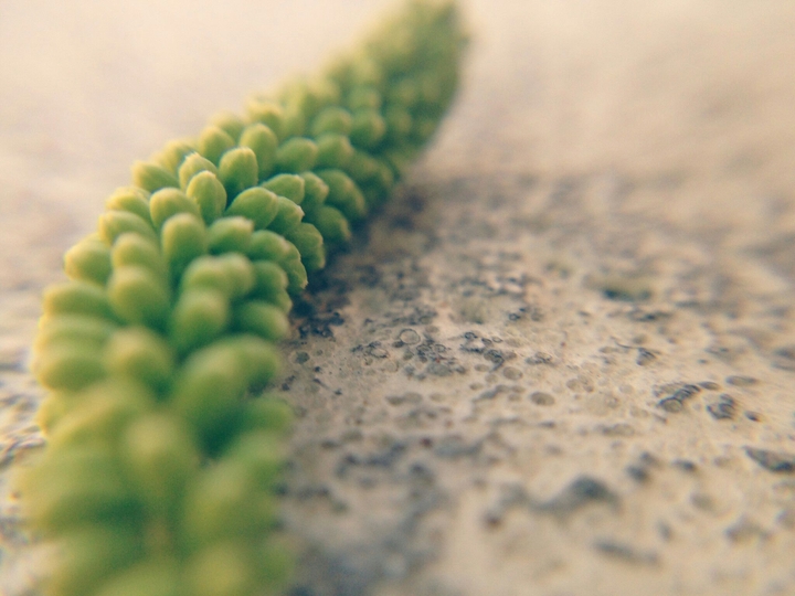 Click to Touch Nature.