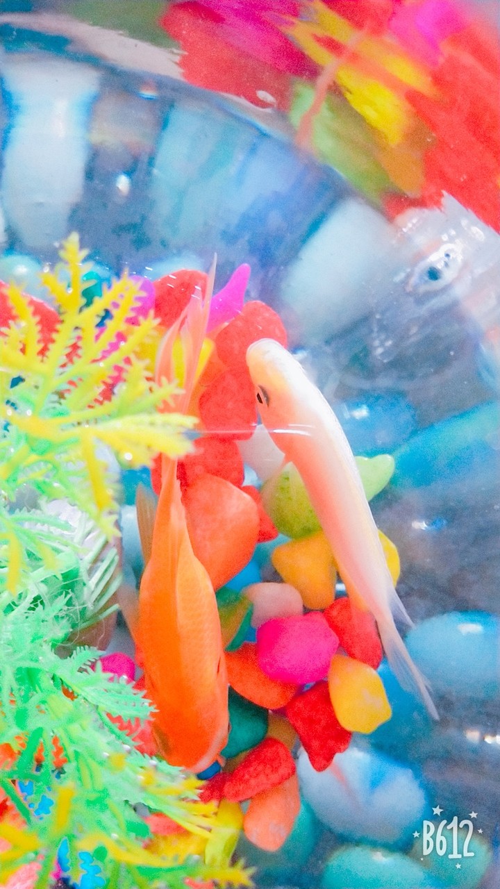 Fish
