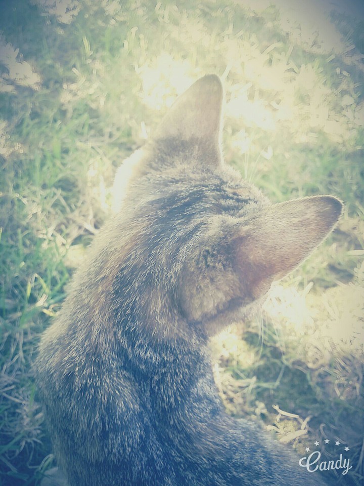 Caaat