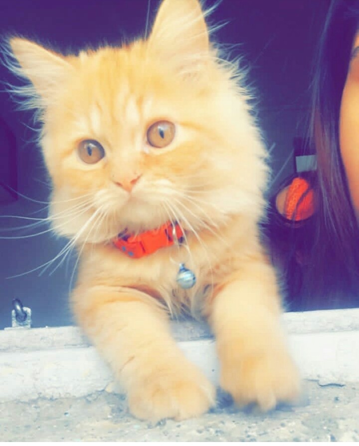 persian cat