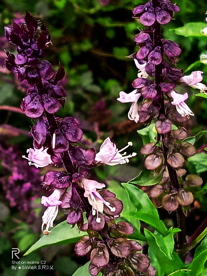 #purple flower