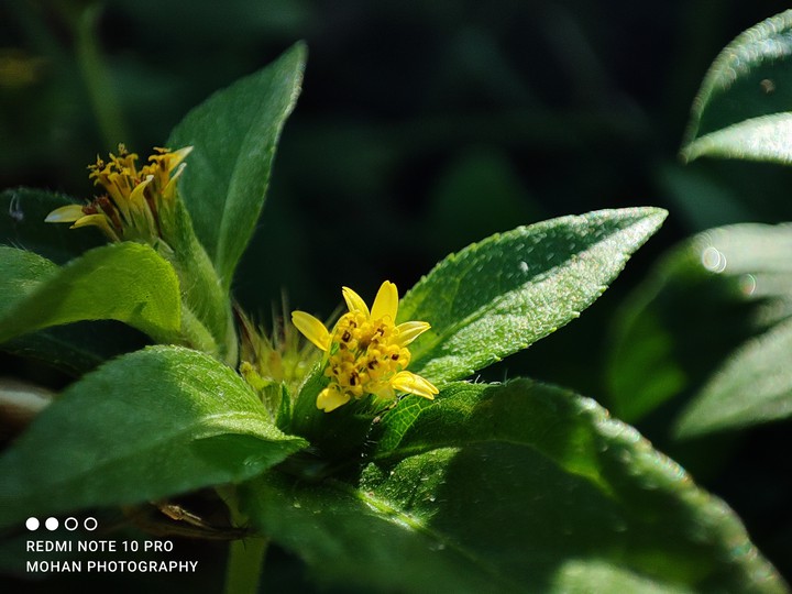 macro flower