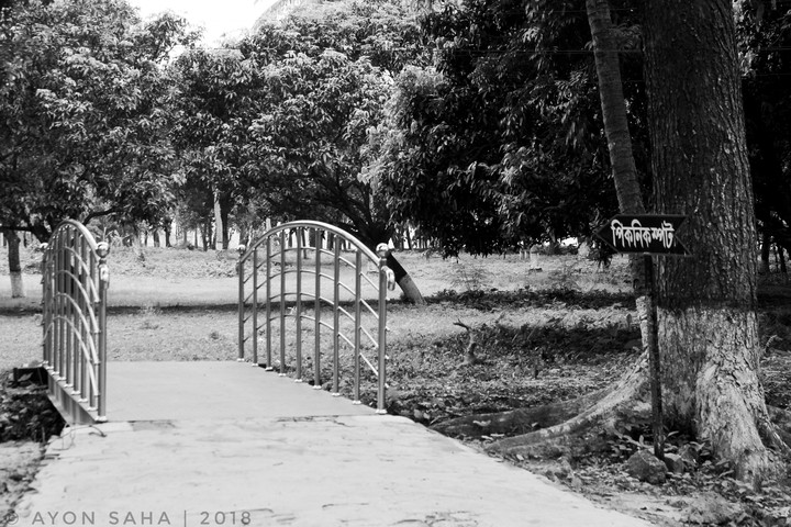 Black & White Garden Beauty