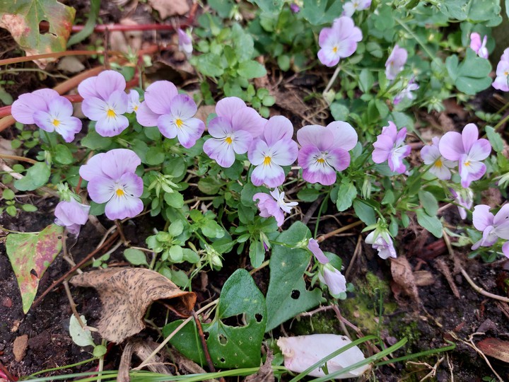 flower