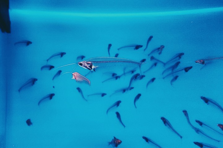 Transparent fish